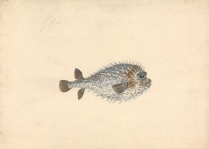 Un pez puercoespín de John Smart