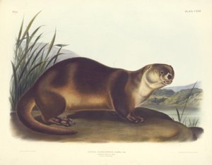Nutria de Canadá--Macho