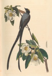 Tijereta, Gordonia lasianthus, 1840-44 de John T. Bowen
