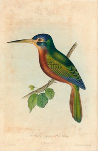Galbula cyanicollis. Cassin, 1850s de John T. Bowen