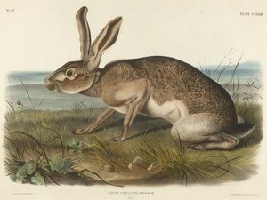 Liebre texana, 1848