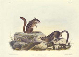 Ardilla de tierra de Townsend