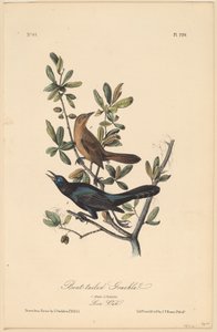 Zanate de cola de bote de John T. Bowen, after John James Audubon