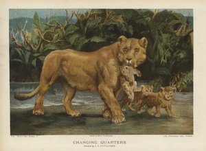 Cambio de cuarteles: leona moviendo a sus cachorros de John Trivett Nettleship