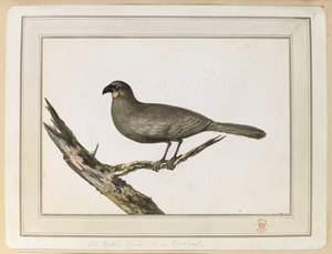 Dibujo de un pájaro Wattle; realizado durante la visita a Nueva Zelanda entre el 12 y el 25 de febrero de 1777, en el Tercer Viaje del Capitán Cook. de John Webber