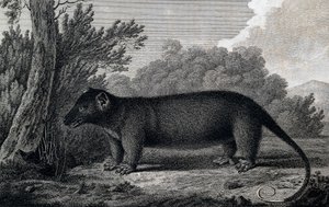 Zarigüeya, grabado según dibujo de John Webber (1750-1793) realizado durante el Tercer viaje de James Cook