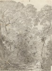 El palmito de Cracatoa de John Webber