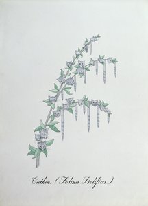 Catkin (Felina Prolifica.), ilustración de 