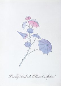 Sombrilla mortal (Parasolia Spikeii.), ilustración de 