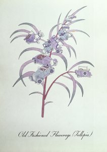 Flivaje antiguo (Fallopia.), ilustración de 
