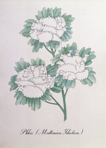 Phlox (Muttonica Idiotica), ilustración de 