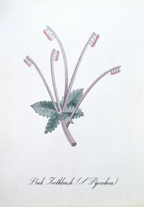 Cepillo de dientes rosa (L