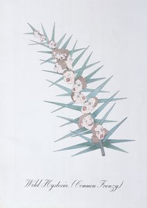 Histeria salvaje (Frenesí común.), ilustración de 