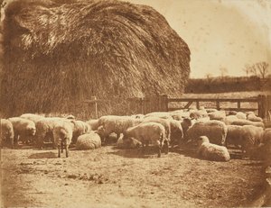 [Ovejas en un corral] de John Whistler