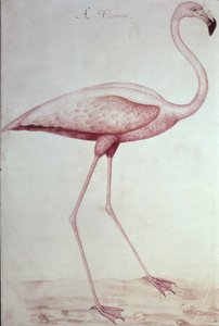 Flamenco (dibujo) de John White