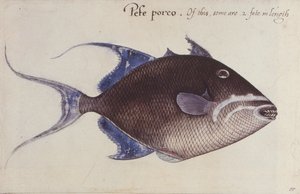 Pez ballesta