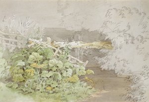 Plantas de muelle junto a un arroyo sombreado