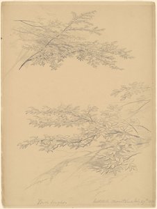Ramas de abedul, montañas Catskill de John William Casilear