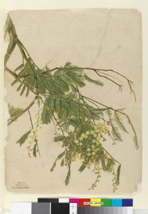 Acacia