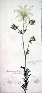 Flor de franela, actinotus helianthe labill