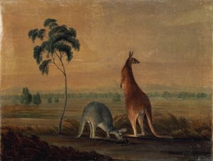 Canguros en un paisaje, c.1819 de John William Lewin