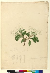 Página 100. Clerodendrum tomentosum de John William Lewin
