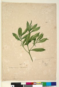 Página 101. Myoporum acuminatum de John William Lewin