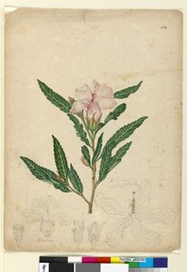 Página 104. Hibiscus heterophyllus de John William Lewin