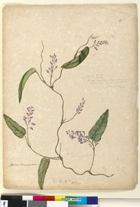 Página 107. Glycine bimaculataGlycine tabacina? de John William Lewin