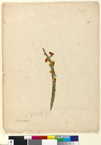 Página 114. Bossiaea scolopendria