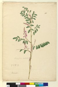 Página 116. Indigofera australis de John William Lewin