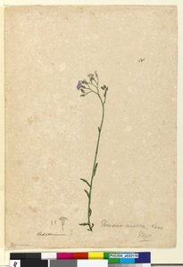 Página 118. Vernonia cinerea