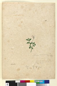 Página 131. Lobelia purpurascens de John William Lewin