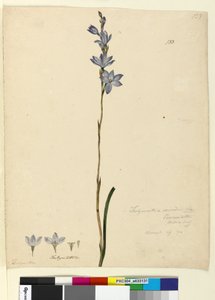 Página 133. Thelymitra ixioides de John William Lewin