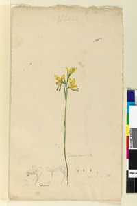 Página 136. Diuris aurea de John William Lewin