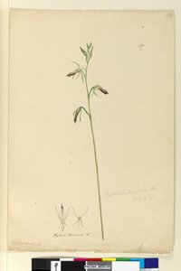 Página 137. Cryptostylis longifolia