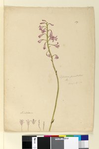 Página 139. Dipodium punctatum de John William Lewin