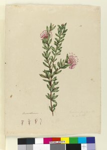 Página 13. Grevillea punicea