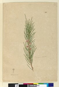 Página 141. Casuarina strictaAllocasuarina verticillata