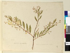 Página 147. Acacia myrtifolia de John William Lewin