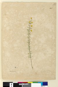 Página 148. Acacia aciculares, c.1803-06