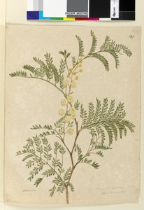 Página 149. Acacia discolor Acacia terminalis de John William Lewin