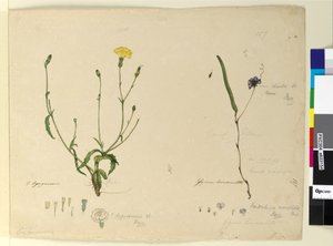Página 157. Hardenbergia monophylla Hardenbergia violacea; 158. Hypochaeris de John William Lewin