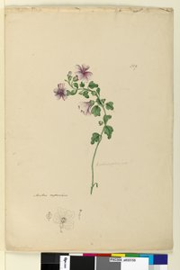 Página 159. Malva capensis de John William Lewin