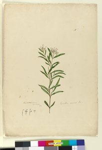 Página 15. Grevillea sericea de John William Lewin