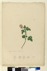Página 161. Malva capensis de John William Lewin