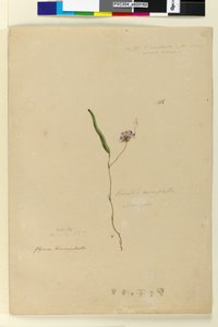 Página 166. Kennedia monophylla Hardenbergia violacea