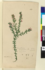 Página 168. Eriostemon buxifolium de John William Lewin
