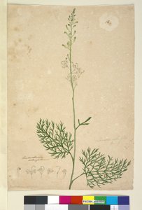 Página 16. Lomatia silaifolia de John William Lewin