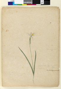 Página 170. Diplarrhena moraea, c.1803-06 de John William Lewin